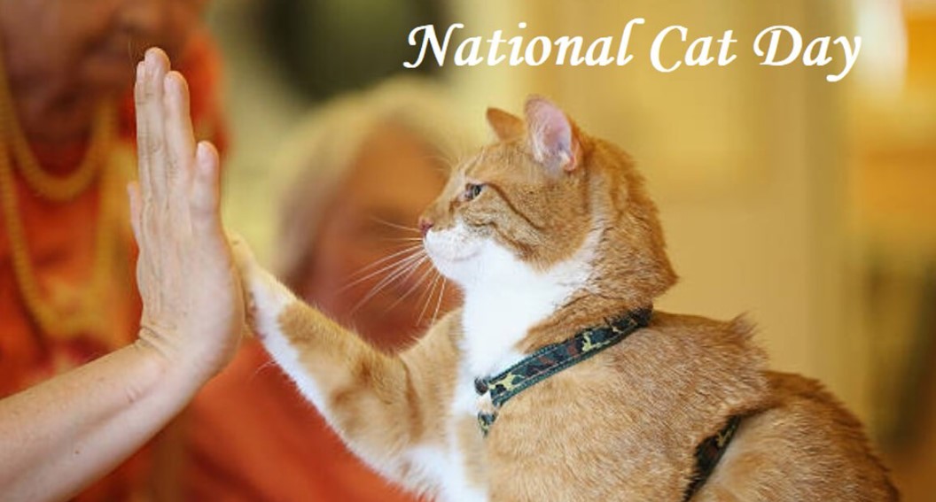 National Cat Day Images
